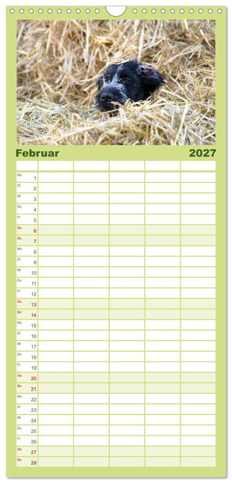 Der Hundewelpen-Geburtstagskalender (CALVENDO Familienplaner 2027)