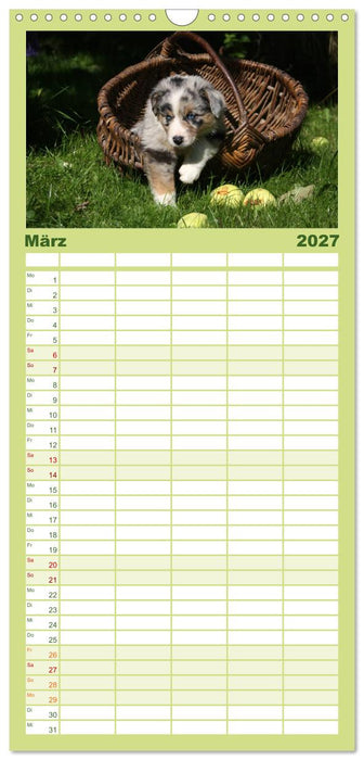 Der Hundewelpen-Geburtstagskalender (CALVENDO Familienplaner 2027)