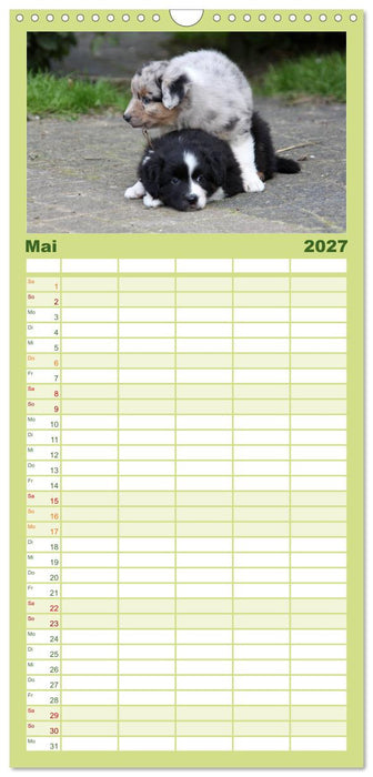 Der Hundewelpen-Geburtstagskalender (CALVENDO Familienplaner 2027)