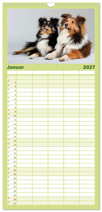 Shelties 2027 (CALVENDO Familienplaner 2027)