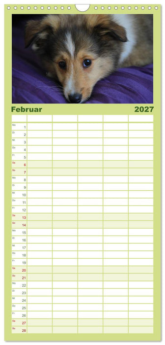 Shelties 2027 (CALVENDO Familienplaner 2027)