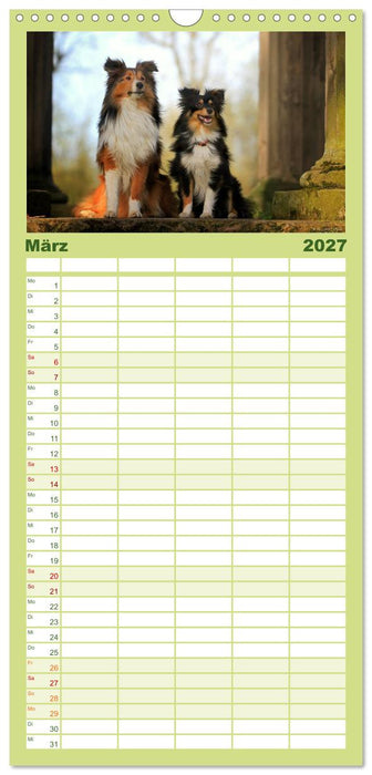 Shelties 2027 (CALVENDO Familienplaner 2027)