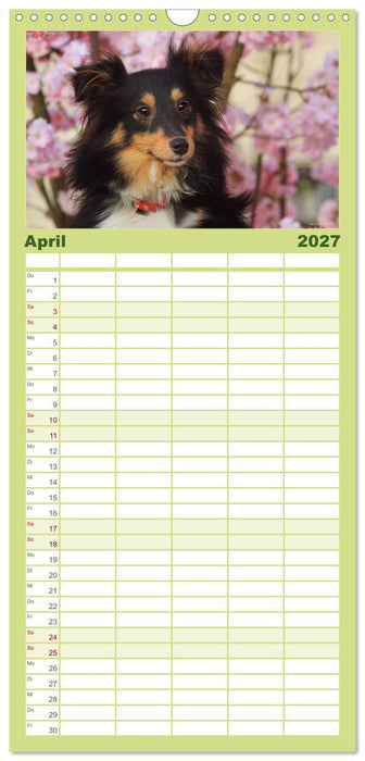 Shelties 2027 (CALVENDO Familienplaner 2027)