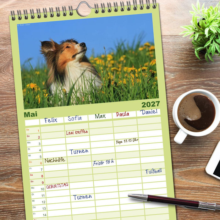 Shelties 2027 (CALVENDO Familienplaner 2027)