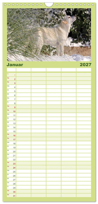 Labrador Retriever 2027 (CALVENDO Familienplaner 2027)