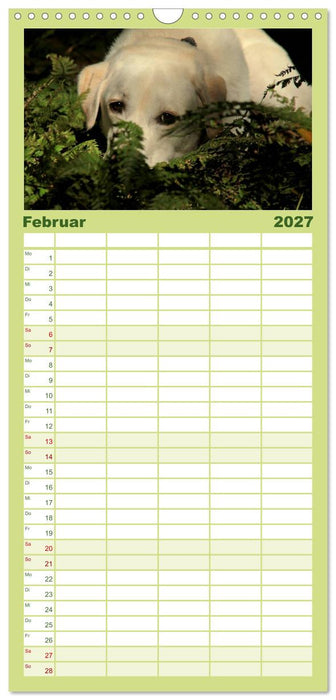 Labrador Retriever 2027 (CALVENDO Familienplaner 2027)
