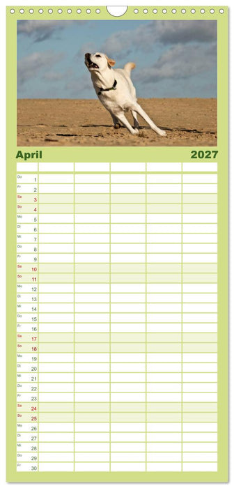 Labrador Retriever 2027 (CALVENDO Familienplaner 2027)