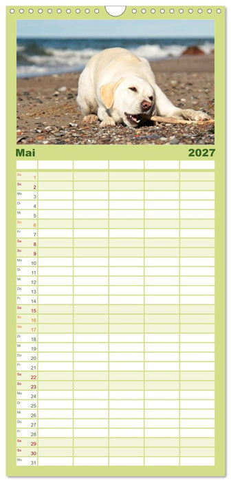 Labrador Retriever 2027 (CALVENDO Familienplaner 2027)