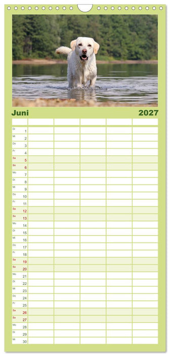 Labrador Retriever 2027 (CALVENDO Familienplaner 2027)