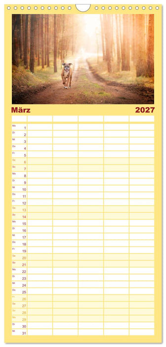 Deutscher Boxer (CALVENDO Familienplaner 2027)
