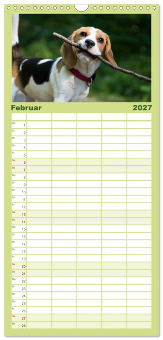 Beaglebabys auf Entdeckungstour (CALVENDO Familienplaner 2027)