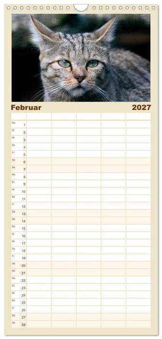 Wildkatzen - Die lautlosen Jäger des Waldes (CALVENDO Familienplaner 2027)