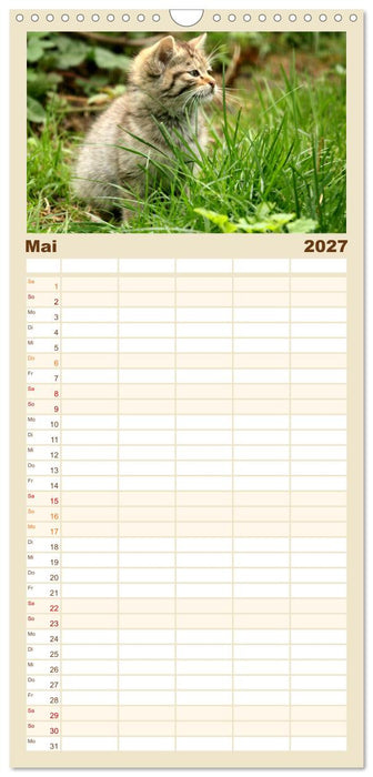 Wildkatzen - Die lautlosen Jäger des Waldes (CALVENDO Familienplaner 2027)