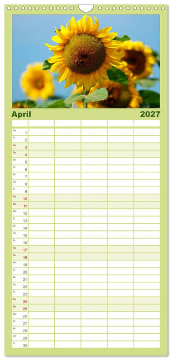 Sonnenblumen (CALVENDO Familienplaner 2027)