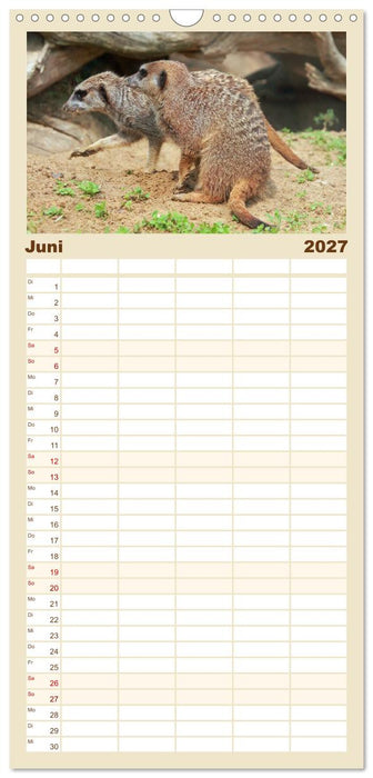 Erdmännchen (CALVENDO Familienplaner 2027)