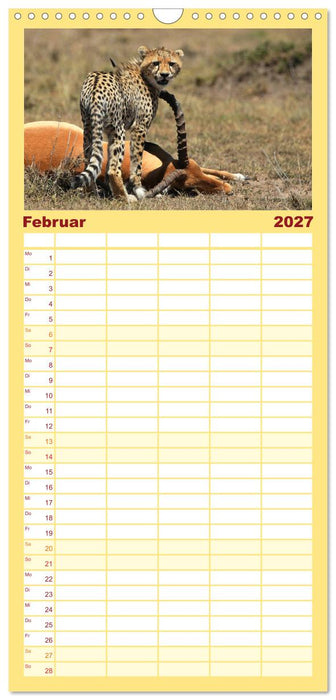 Geparden - Begegnungen in Afrika (CALVENDO Familienplaner 2027)