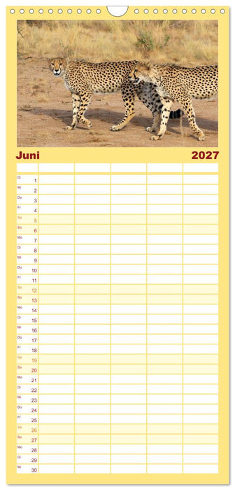 Geparden - Begegnungen in Afrika (CALVENDO Familienplaner 2027)