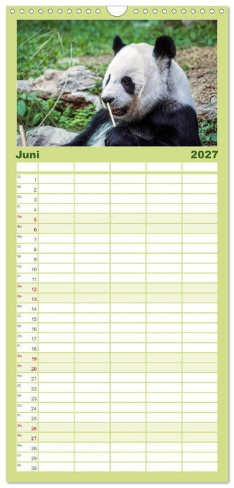 Niedlicher Panda (CALVENDO Familienplaner 2027)