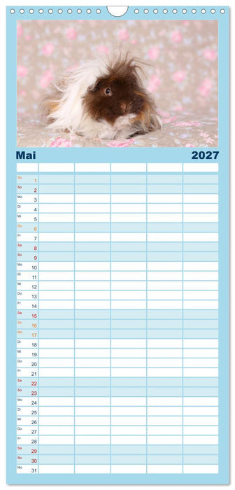 Niedliche Meerschweinchen (CALVENDO Familienplaner 2027)