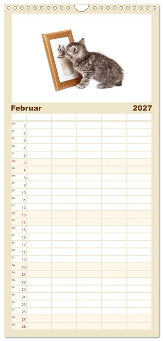 Katzenbabys (CALVENDO Familienplaner 2027)