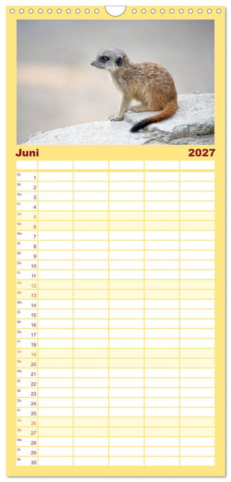 Lustige Erdmännchen (CALVENDO Familienplaner 2027)