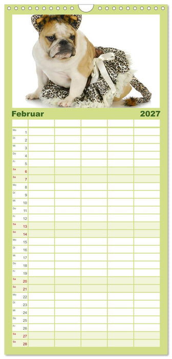 English Bulldog XXL Models (CALVENDO Familienplaner 2027)