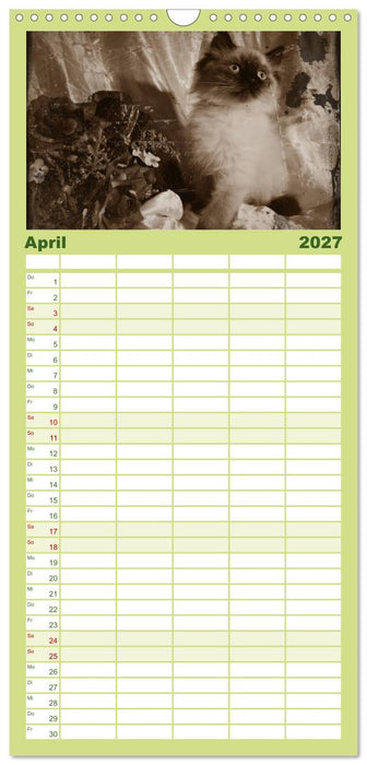 Oma's Katzenkalender 2027 (CALVENDO Familienplaner 2027)