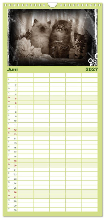 Oma's Katzenkalender 2027 (CALVENDO Familienplaner 2027)