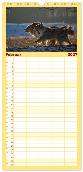 Australian Shepherd (CALVENDO Familienplaner 2027)