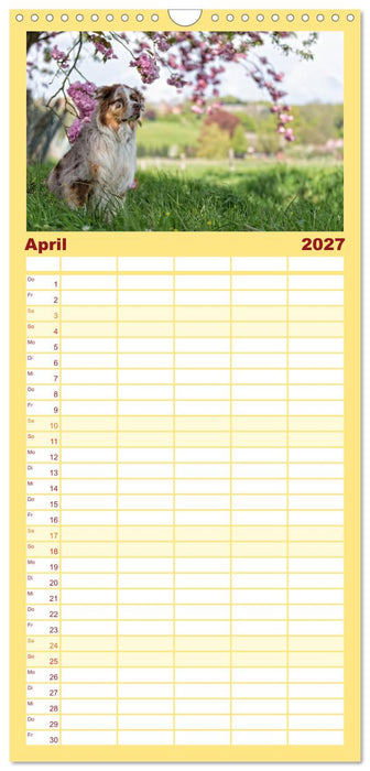 Australian Shepherd (CALVENDO Familienplaner 2027)