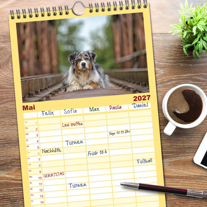 Australian Shepherd (CALVENDO Familienplaner 2027)