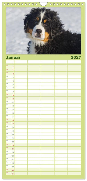 Treuer Freund Berner Sennenhund (CALVENDO Familienplaner 2027)
