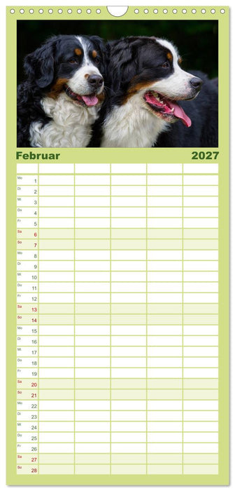 Treuer Freund Berner Sennenhund (CALVENDO Familienplaner 2027)