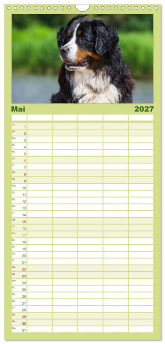 Treuer Freund Berner Sennenhund (CALVENDO Familienplaner 2027)