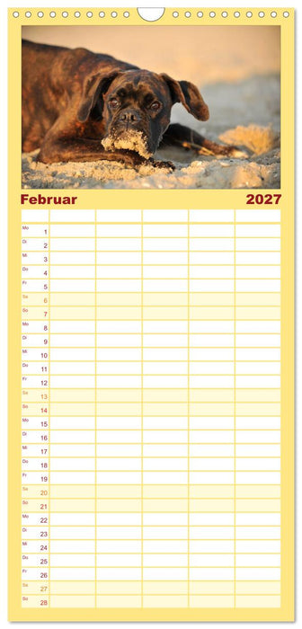 Boxer? Was sonst! (CALVENDO Familienplaner 2027)