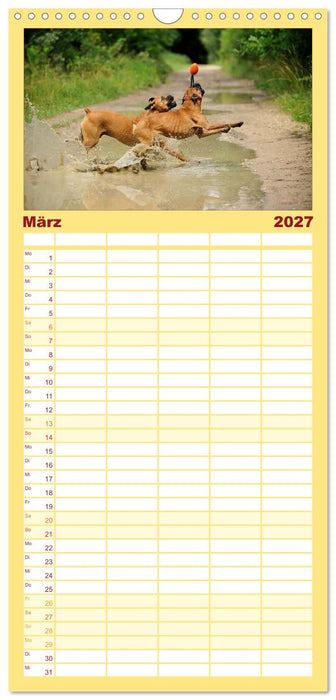 Boxer? Was sonst! (CALVENDO Familienplaner 2027)