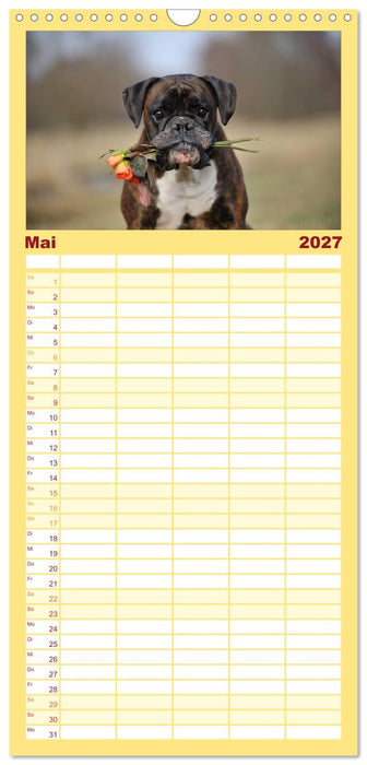 Boxer? Was sonst! (CALVENDO Familienplaner 2027)