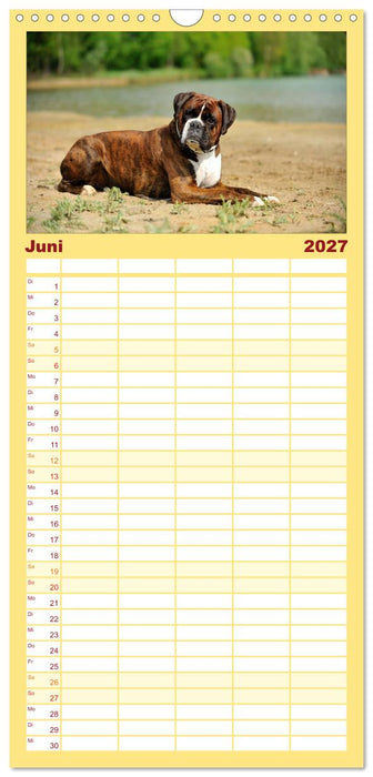 Boxer? Was sonst! (CALVENDO Familienplaner 2027)
