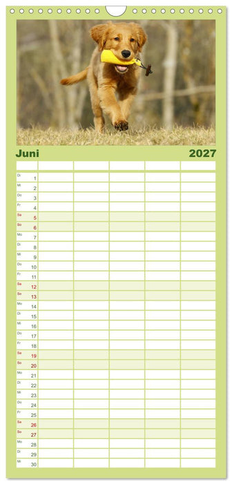 Chesley Kleiner Hund grosse Abenteuer (CALVENDO Familienplaner 2027)
