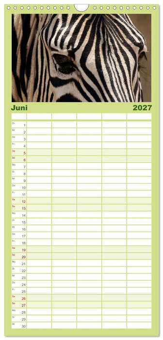 Zebras - Faszination der Wildnis (CALVENDO Familienplaner 2027)