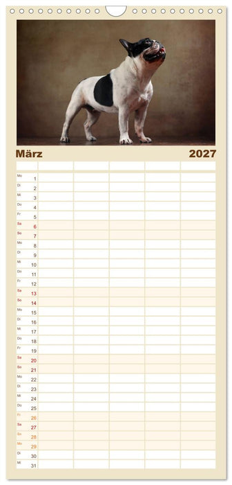 Charme auf vier Pfoten - Französische Bulldoggen Portraits (CALVENDO Familienplaner 2027)