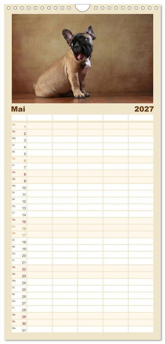 Charme auf vier Pfoten - Französische Bulldoggen Portraits (CALVENDO Familienplaner 2027)