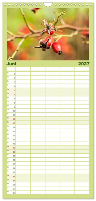 WILD, ESSBAR UND GESUND Essbare Wildpflanzen (CALVENDO Familienplaner 2027)
