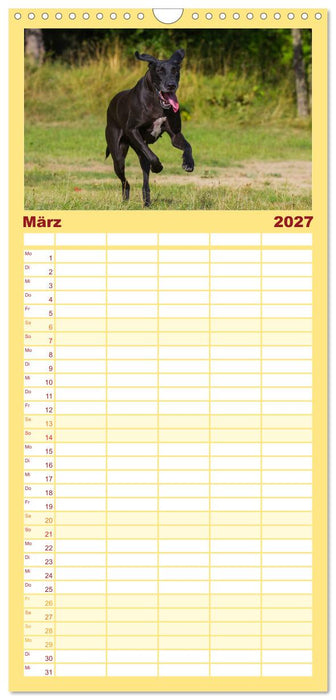 Deutsche Dogge (CALVENDO Familienplaner 2027)