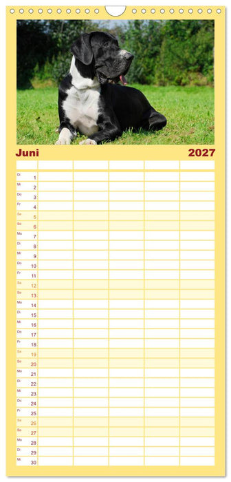 Deutsche Dogge (CALVENDO Familienplaner 2027)
