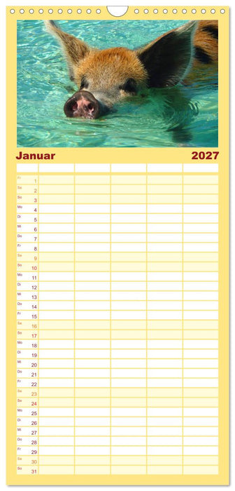 Schweine im Dauerurlaub auf den Bahamas! (CALVENDO Familienplaner 2027)