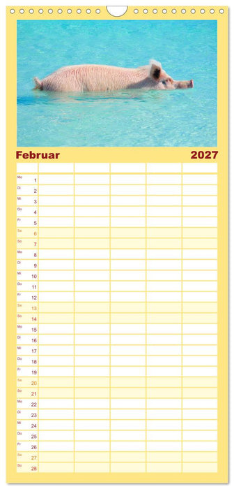 Schweine im Dauerurlaub auf den Bahamas! (CALVENDO Familienplaner 2027)