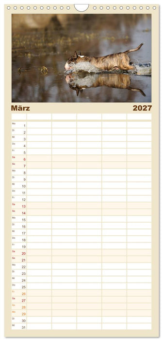 Bullterrier? Was sonst! (CALVENDO Familienplaner 2027)