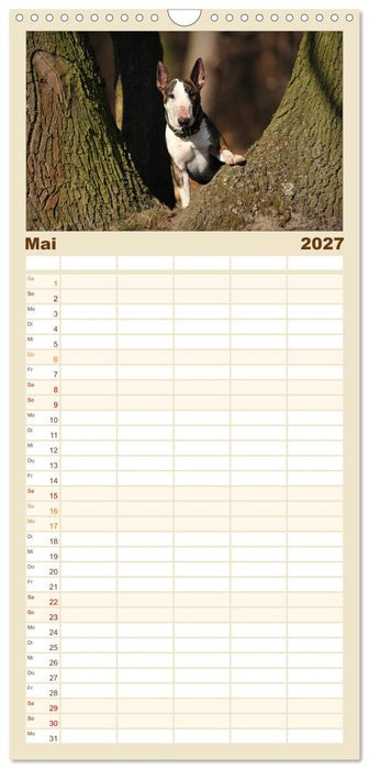 Bullterrier? Was sonst! (CALVENDO Familienplaner 2027)