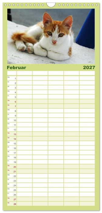 Griechische Katzen (CALVENDO Familienplaner 2027)